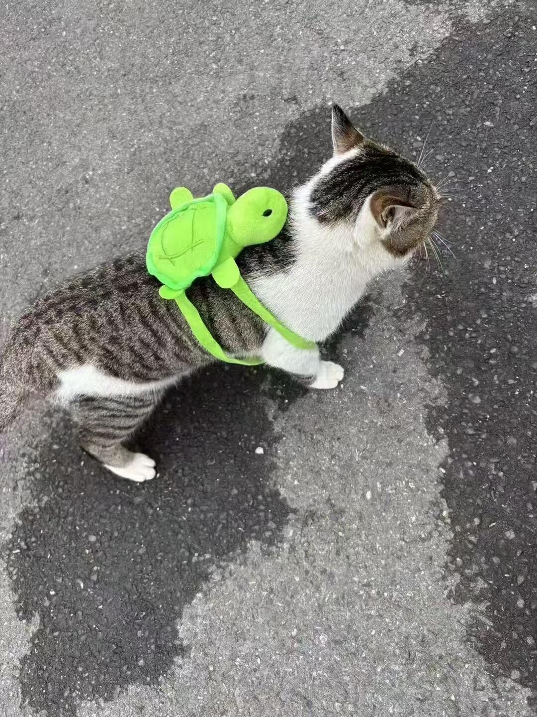 背着新书包上学的猫猫刚到学校就和同学打架了 