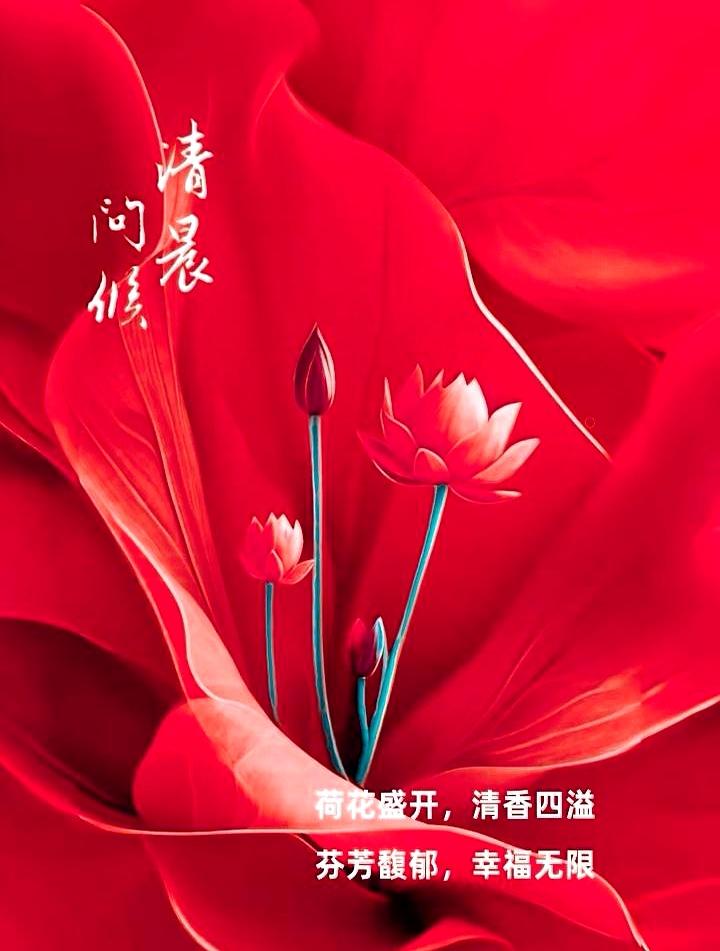 一早起来，朋友圈里清一色都在发荷花，那阵势简直成了清晨的“标配问候”。
说实话，