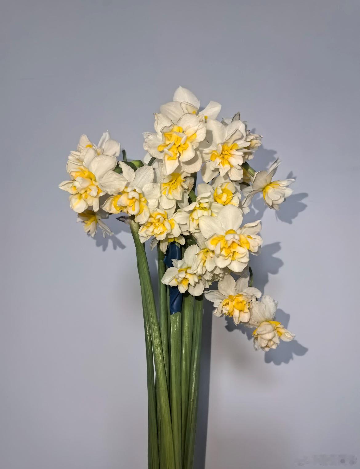 有一种水仙叫舞蹈家会跳舞的花 新年摆上一盆会跳舞的水仙，寓意也太好啦，愿新的一年