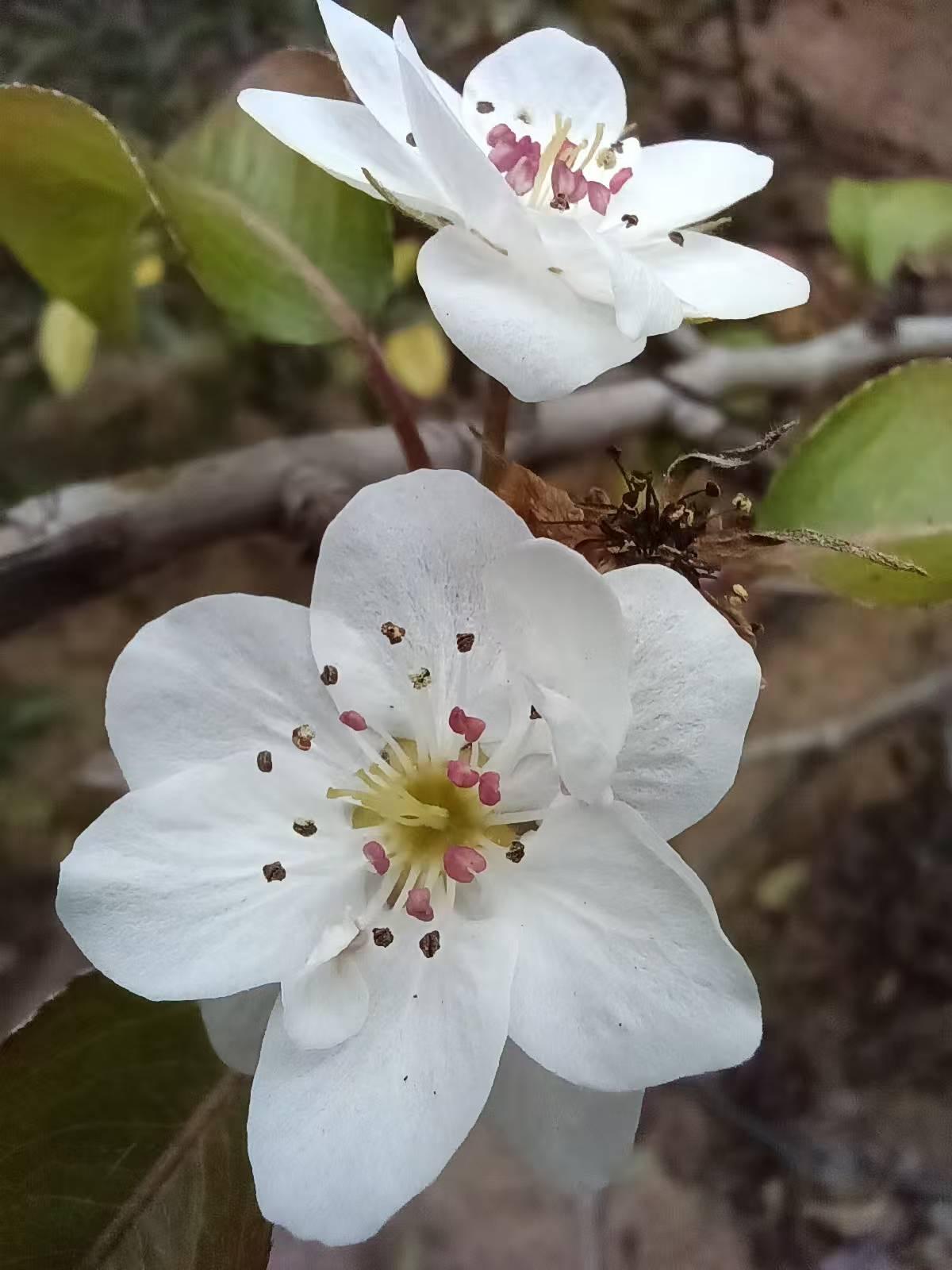 张福贵：贺袁汉民家梨树香蕉树嫁接开花

晚秋绿植渐轻黄，
庭前梨枝忽换装。
莫道