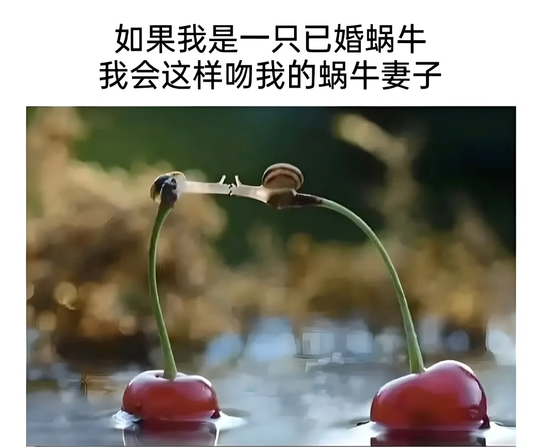 樱为爱情～怎么会有沧桑～所以蜗们还是年轻的模样～ 