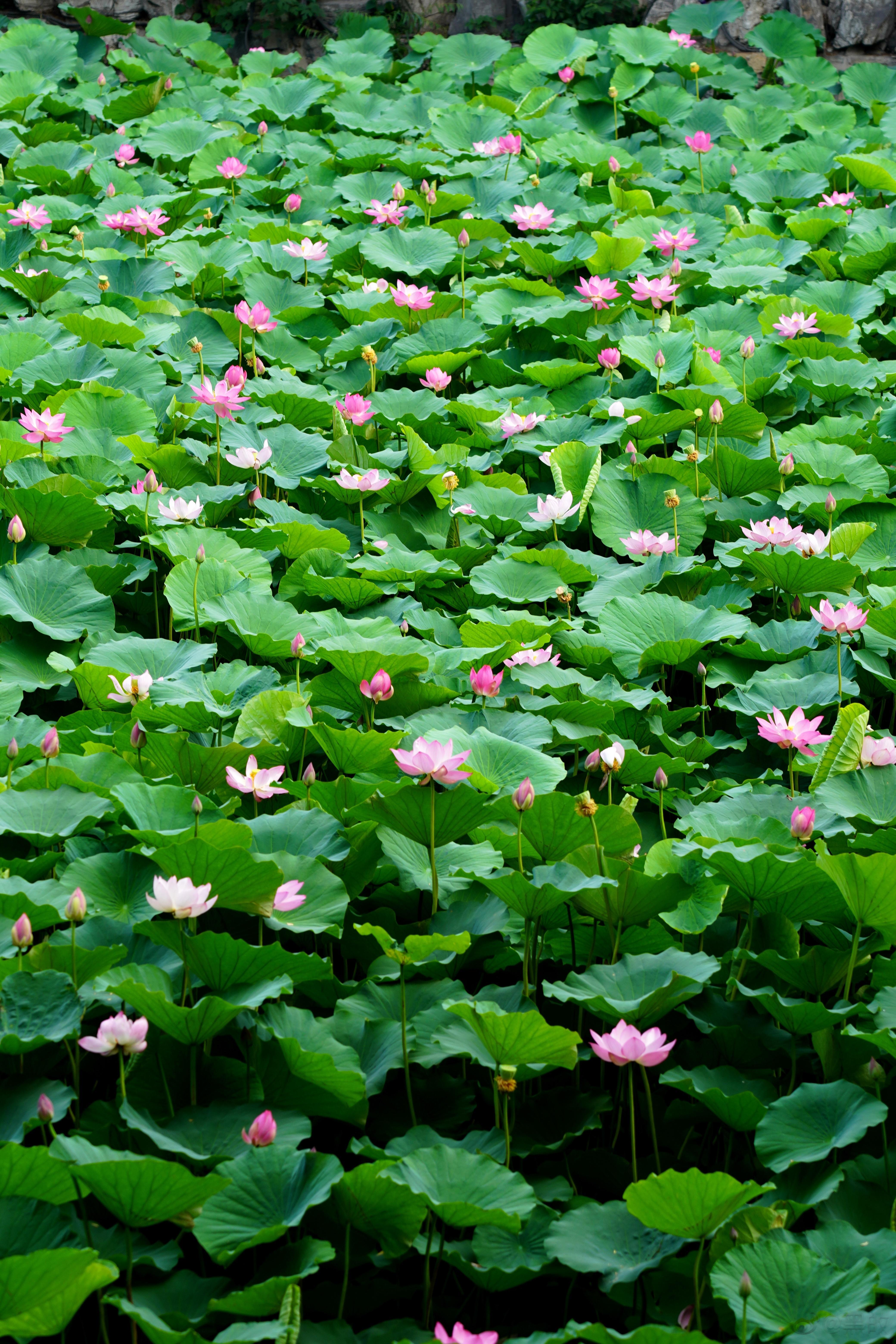 古荷花池荷花正盛，满园清新，随意选几张分享下~ ​​​