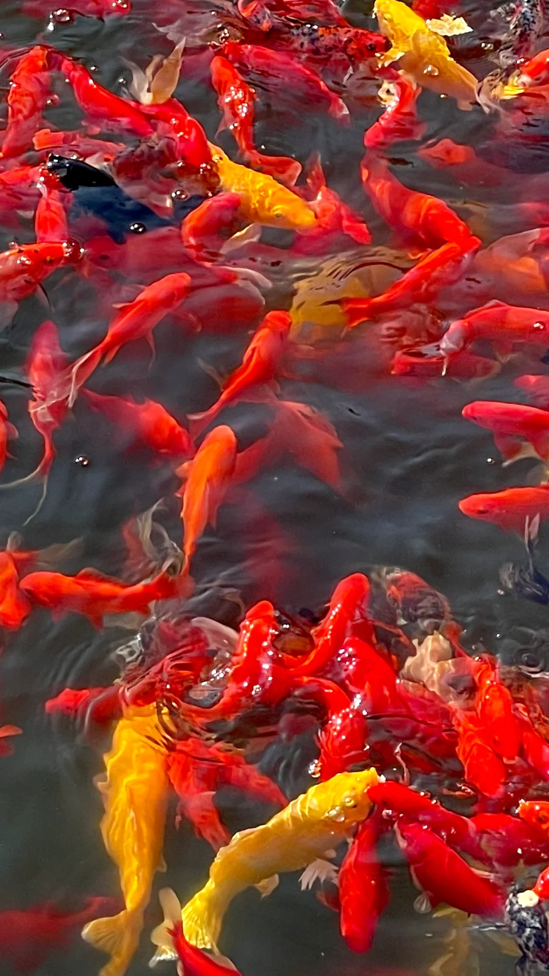 好运锦鲤 许个心愿