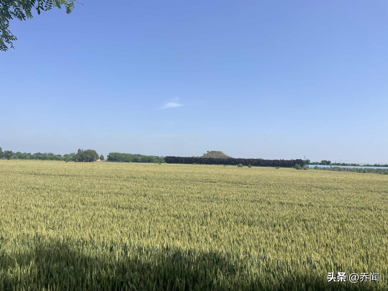 【七律•小满】
不觉梅黄小满临，流莺潜隐燕犹欣。
微风漫奏三车动，绿柳垂怜满地吟