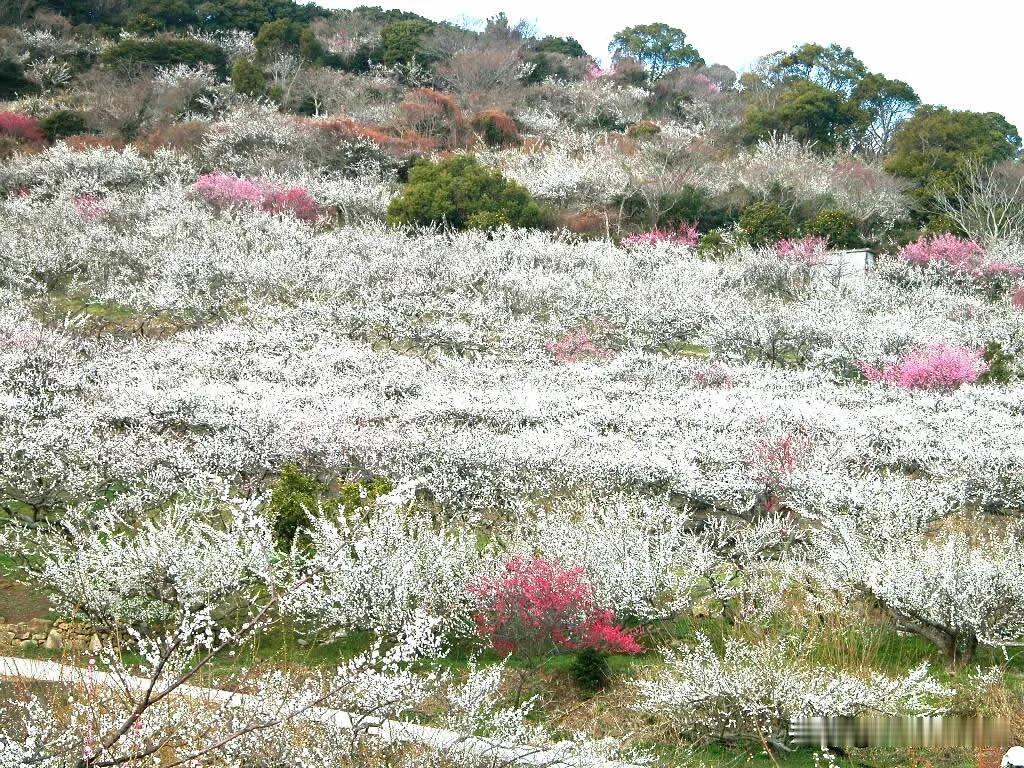 上联：秋霜催黄叶，诚邀下联冬雪映红梅