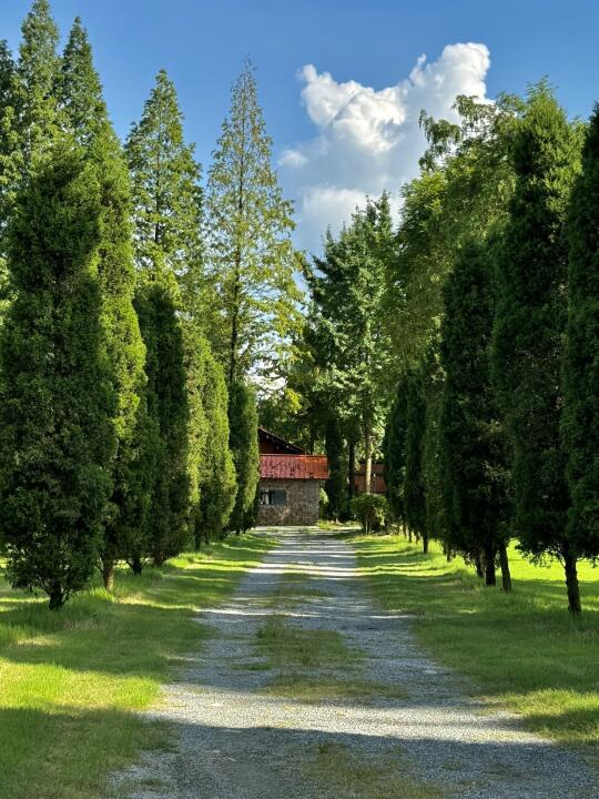 没去国外！！真的在成都周边！！森林公园🌳