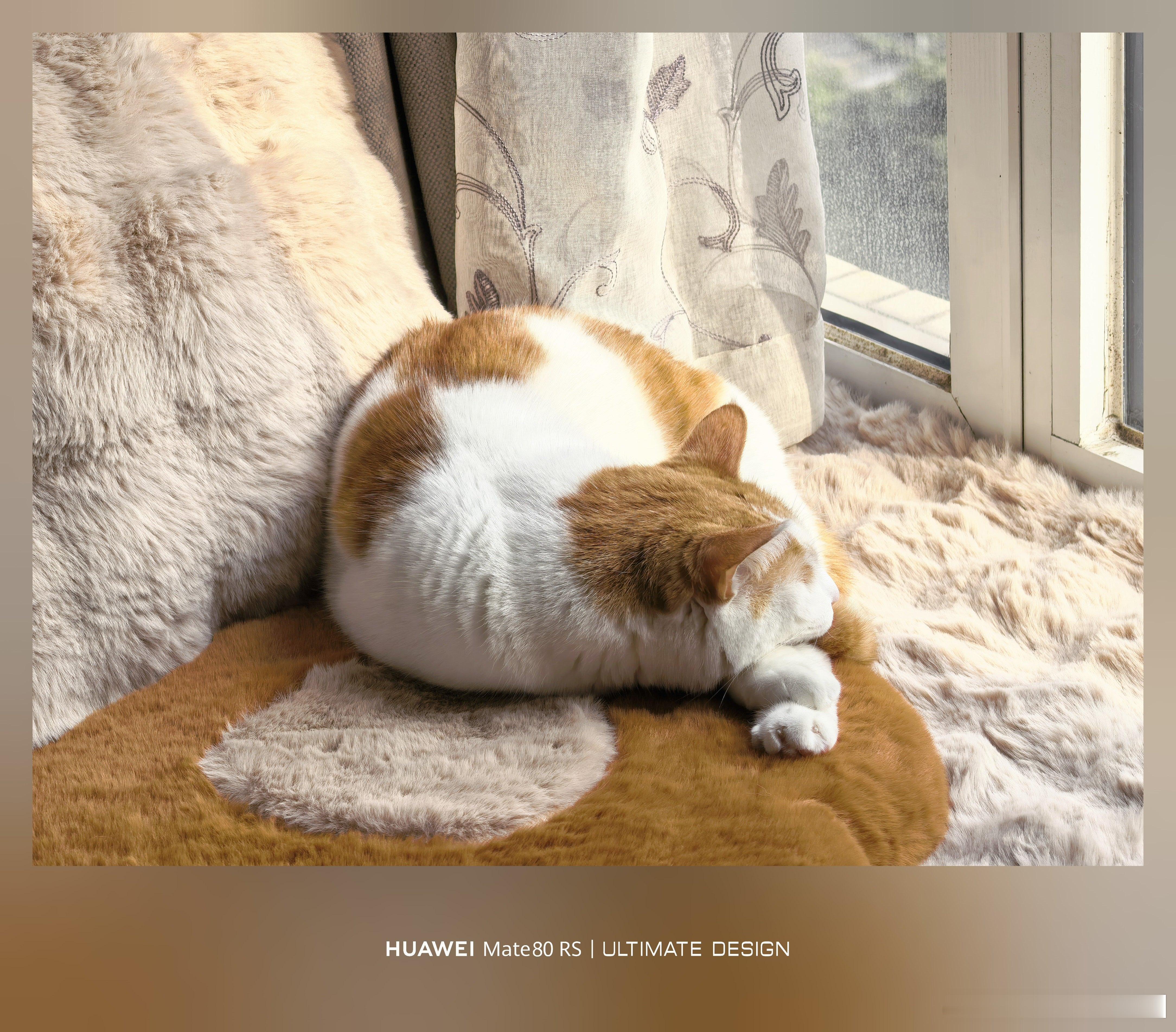 只要窗台有阳光，橘二必定不会错过