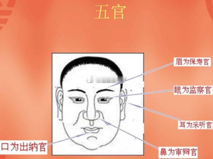 五官小知识手相占卜 面相 ①保寿官（眉），眉毛长短适中，纤长柔顺，根根见底，为人