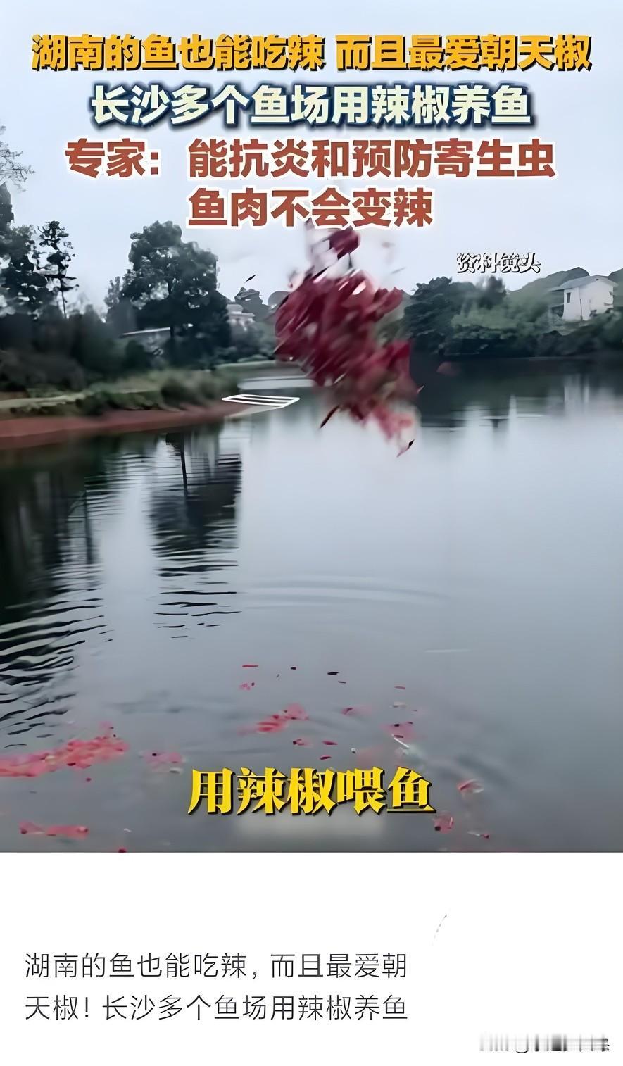 不愧是湖南人，莫不是想把江西从吃辣排行榜的首位挤下去？竟给鱼喂辣椒，还说鱼最爱吃