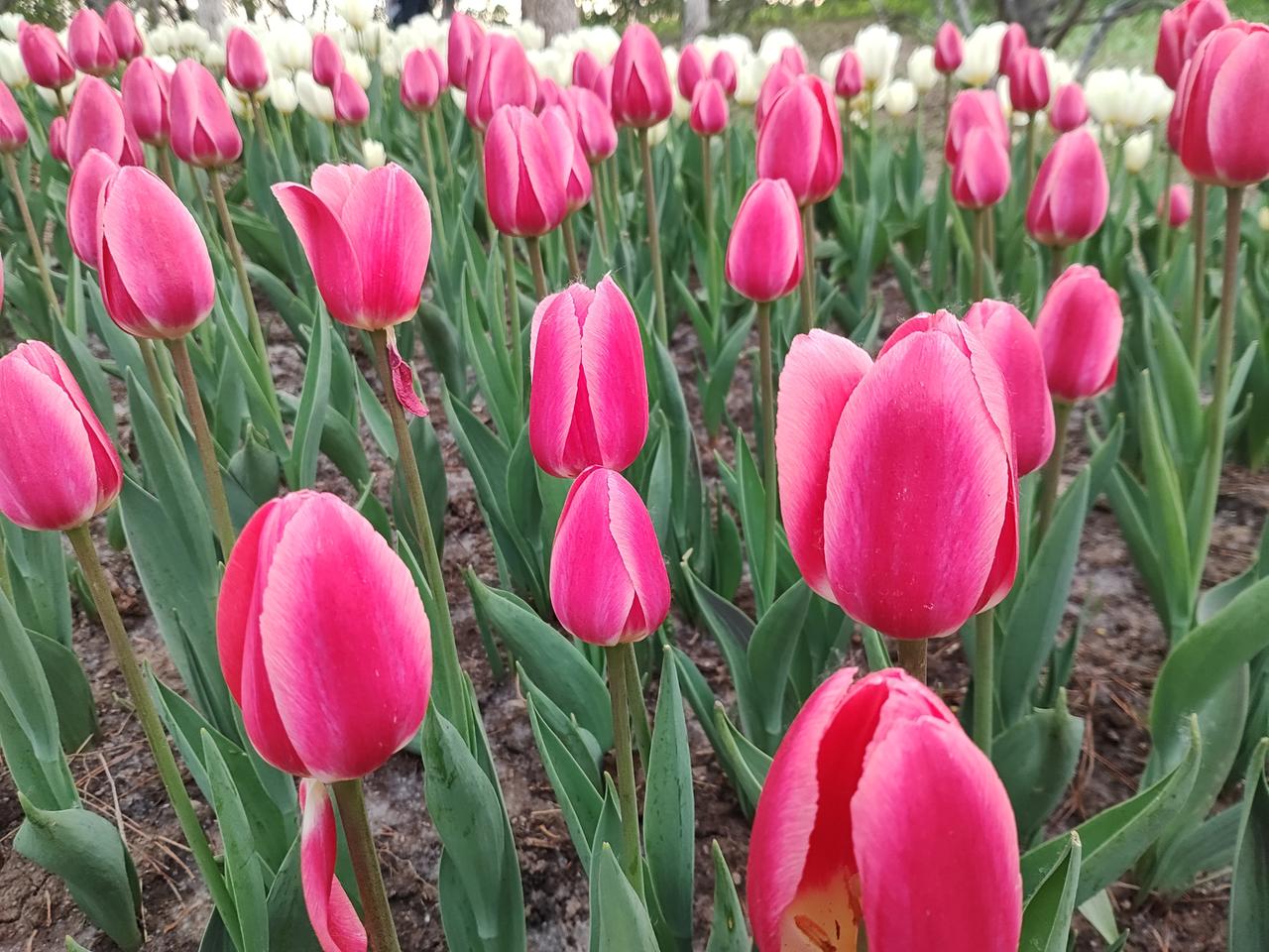 去了一趟奥森，除了樱花和海棠，竟然还有郁金香，把这春天点缀的绚丽多彩，还很浓郁！