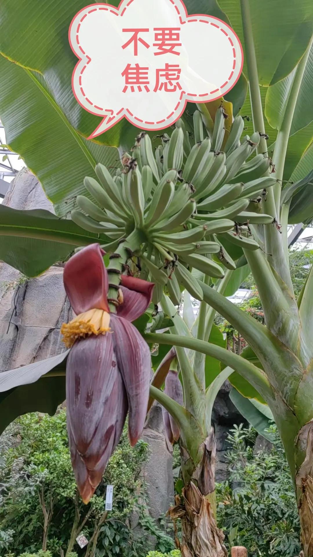 《老袁养狗的往事》
老袁出身贫寒，他小屁孩的时候，吃百家饭的人，拿一条打狗棍走四
