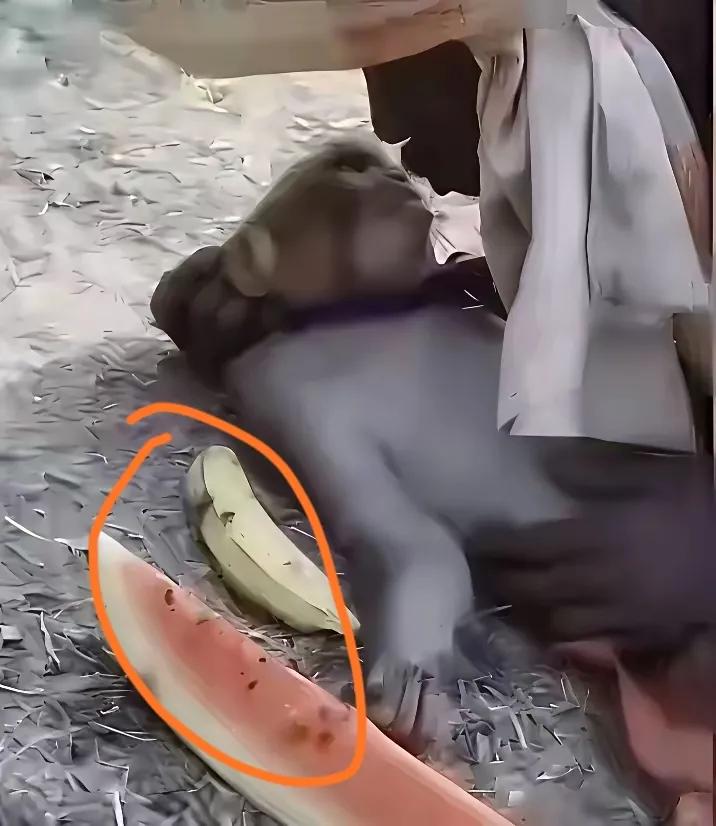 用仨瓜俩枣就换来猴子的暧昧配合，
这也太不道德了吧，
说这种人变态一点都不为过，