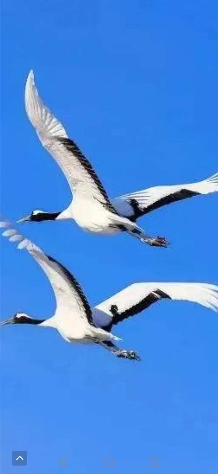 上联：红花绿柳迎紫燕！试对！下联：碧海蓝天乐白鸥。