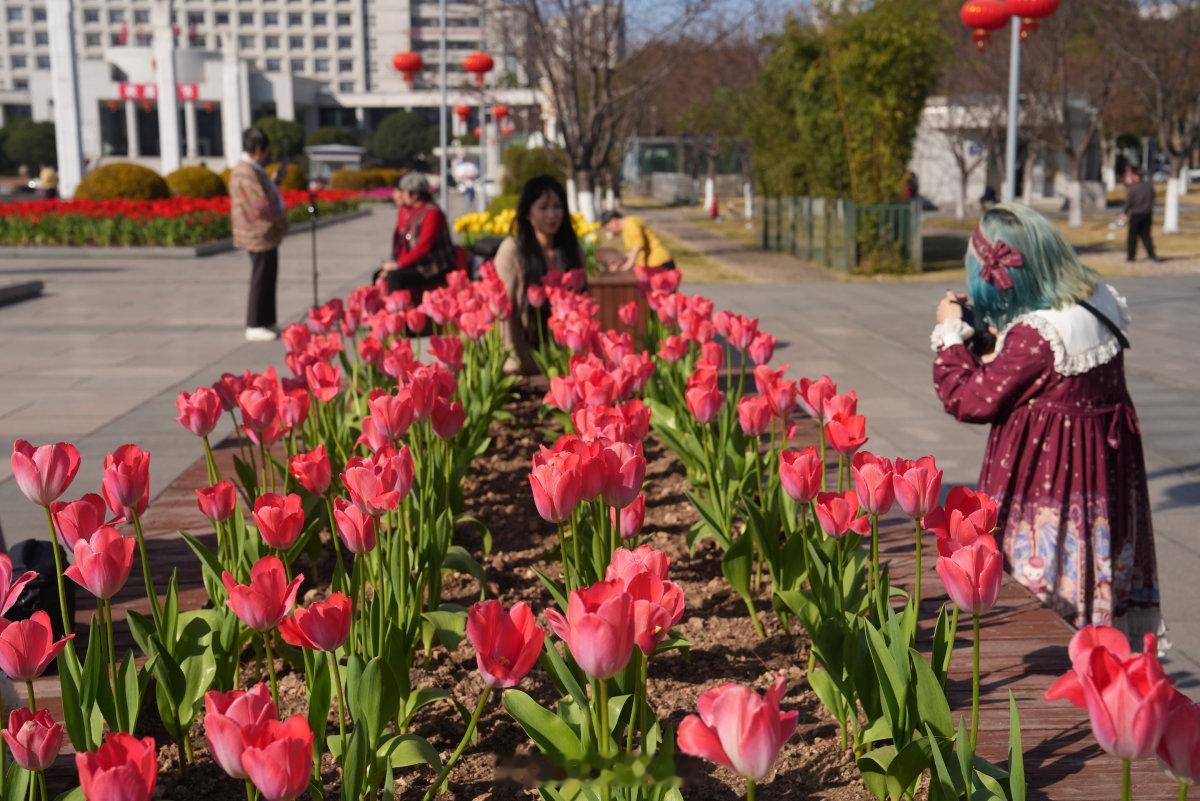 宁波这片郁金香花海成新春打卡顶流 2026年春节，宁波鄞州文化广场的2700㎡郁