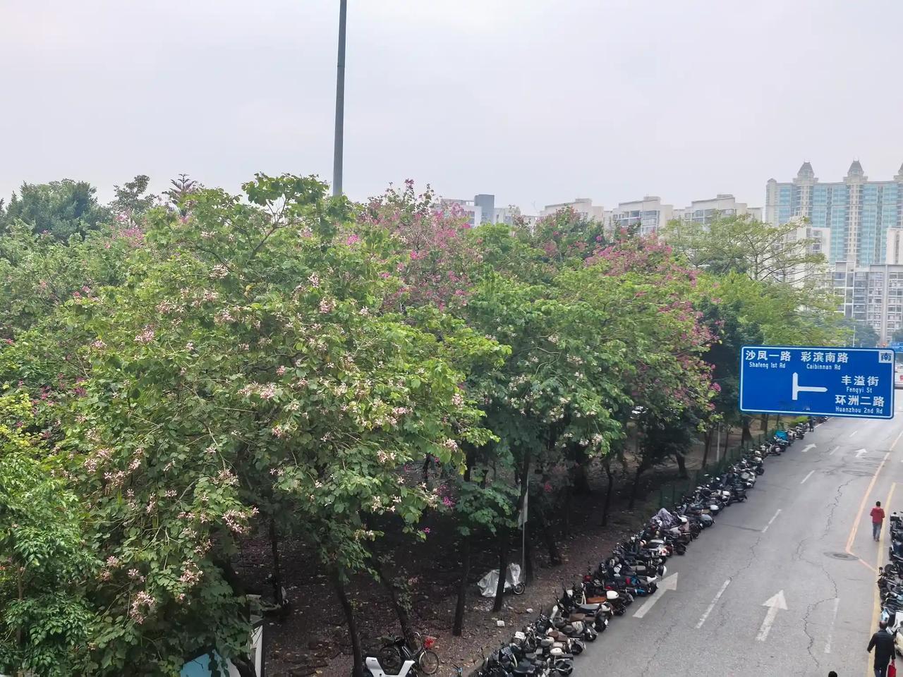 新鲜拍的同款。[呲牙]但没师友你拍得有意境。