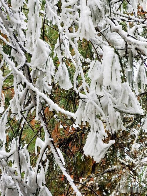 冬日仙境，冰挂如梦，静谧森林，宛如童话。