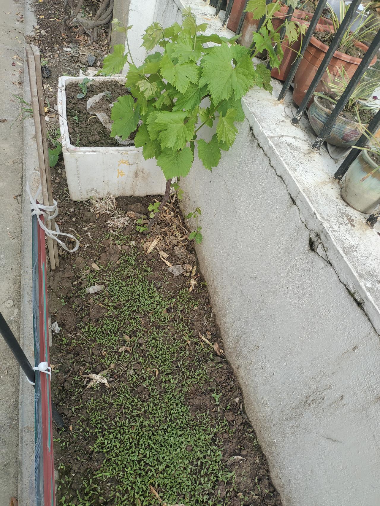 今天是星期六
早上起来打理庭院外的小菜园，大椒已开花，空心菜、小白菜已出土。