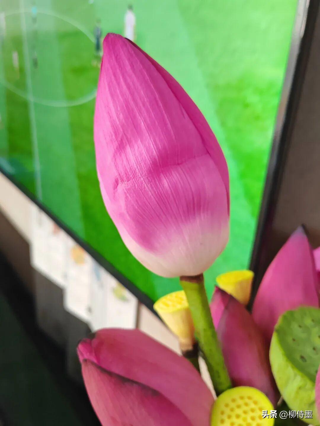 看图考眼力——
看到图1，有些人的第一反应就是：这荷花是摘的吧？
因为这个摄影背