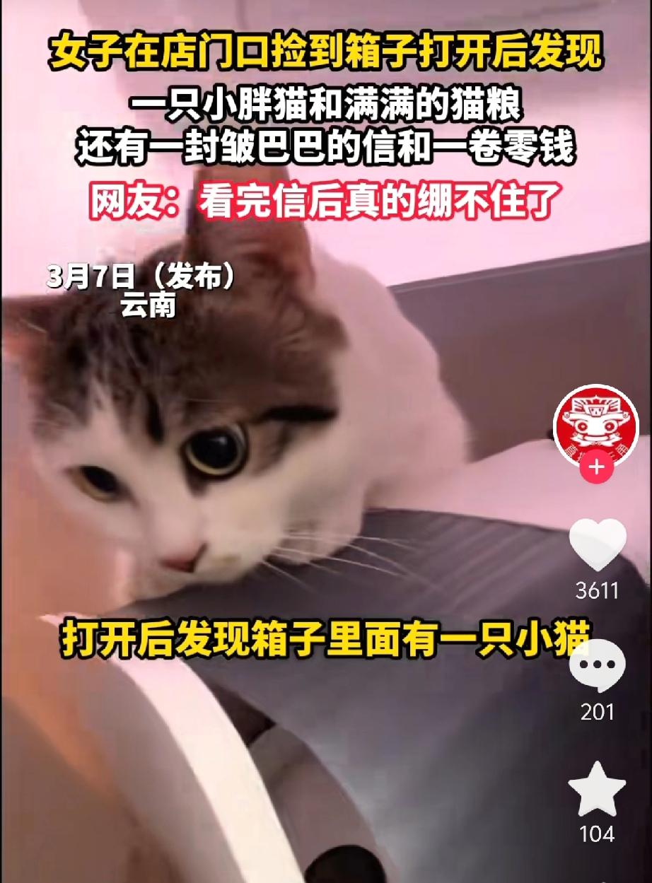 泪目了！云南一女生店门口捡到一只箱子，打开后发现有一只胖嘟嘟的猫，箱子里有满满的