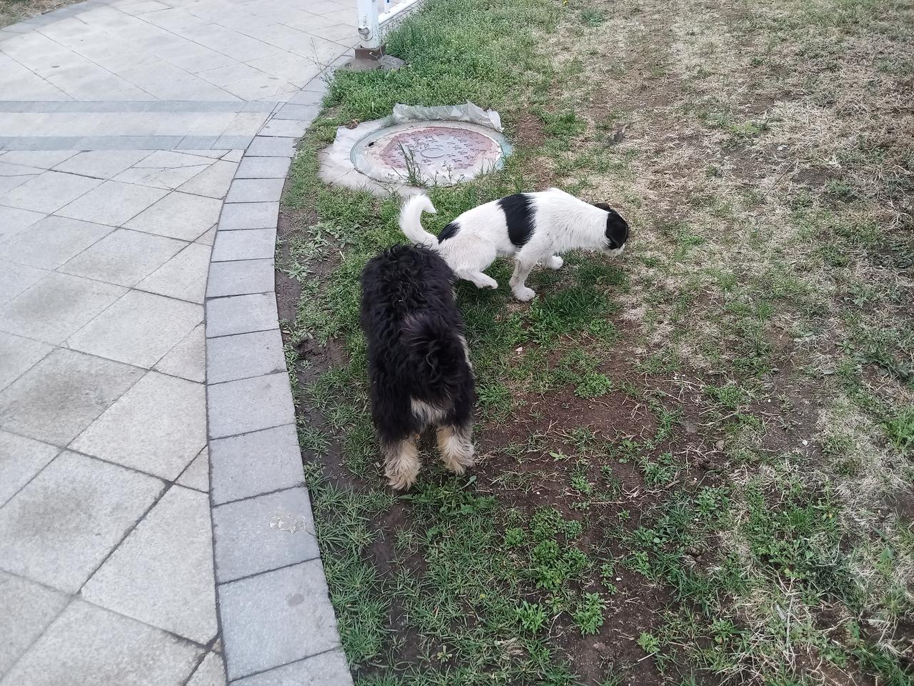 差点打了急救，今天下午我被在公共场合的狗狂吠的噪音声惊扰的心脏很不舒服，最后还出