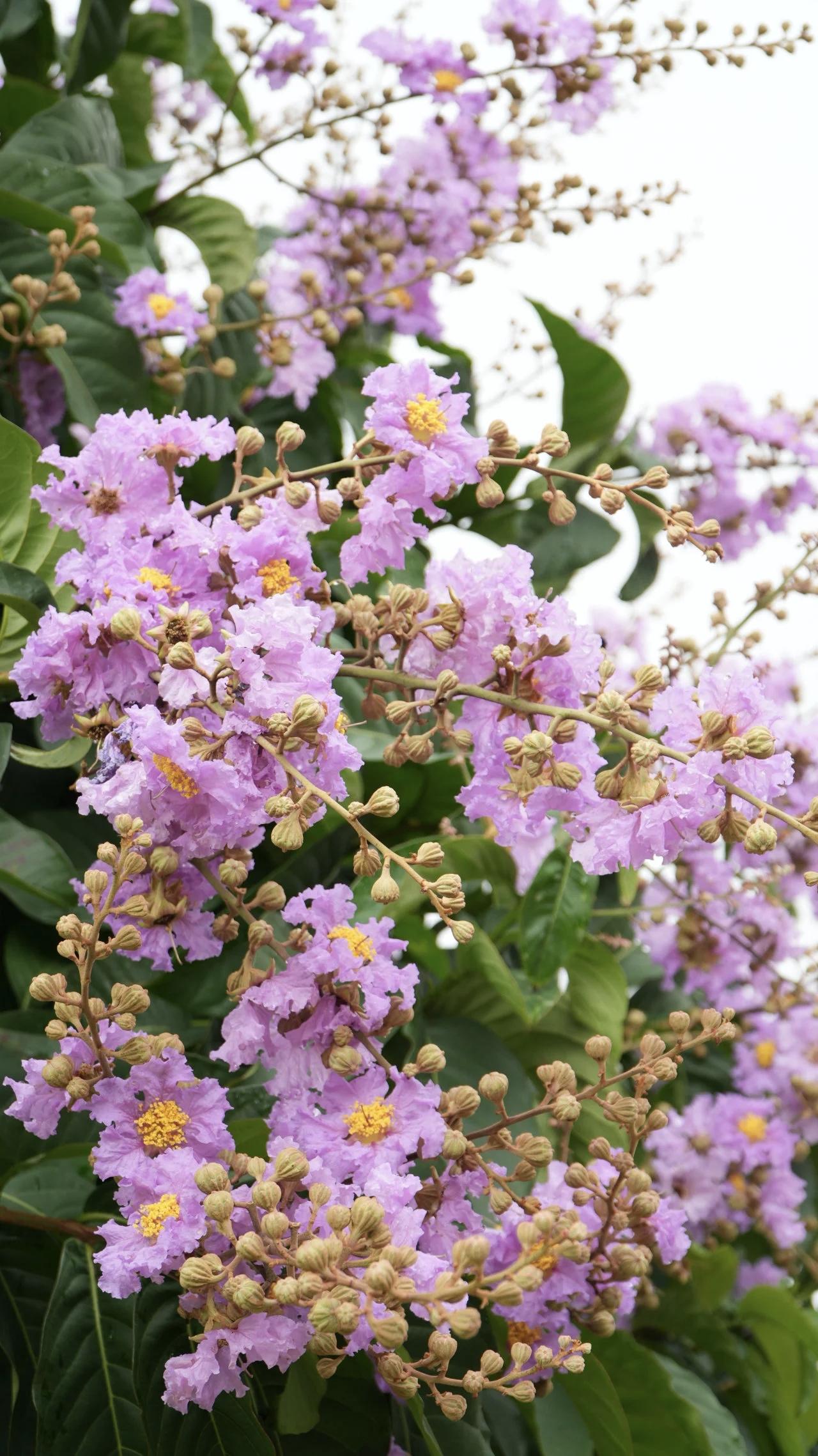 紫微花季