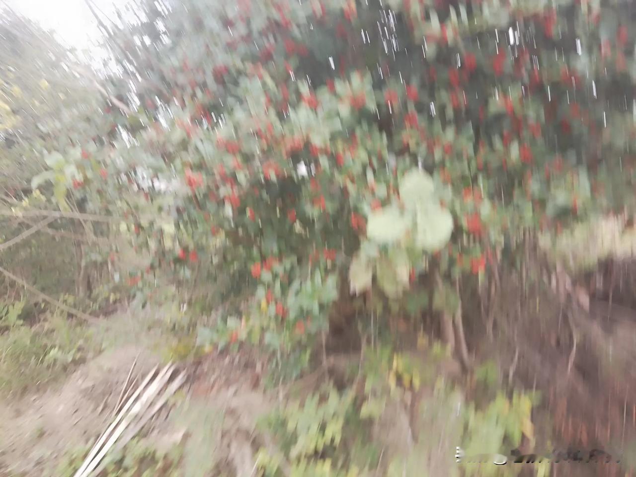 山野奇果？
今日，在家乡看到一种奇异果实，一串串，红红的，非常阅目，听说未成熟前