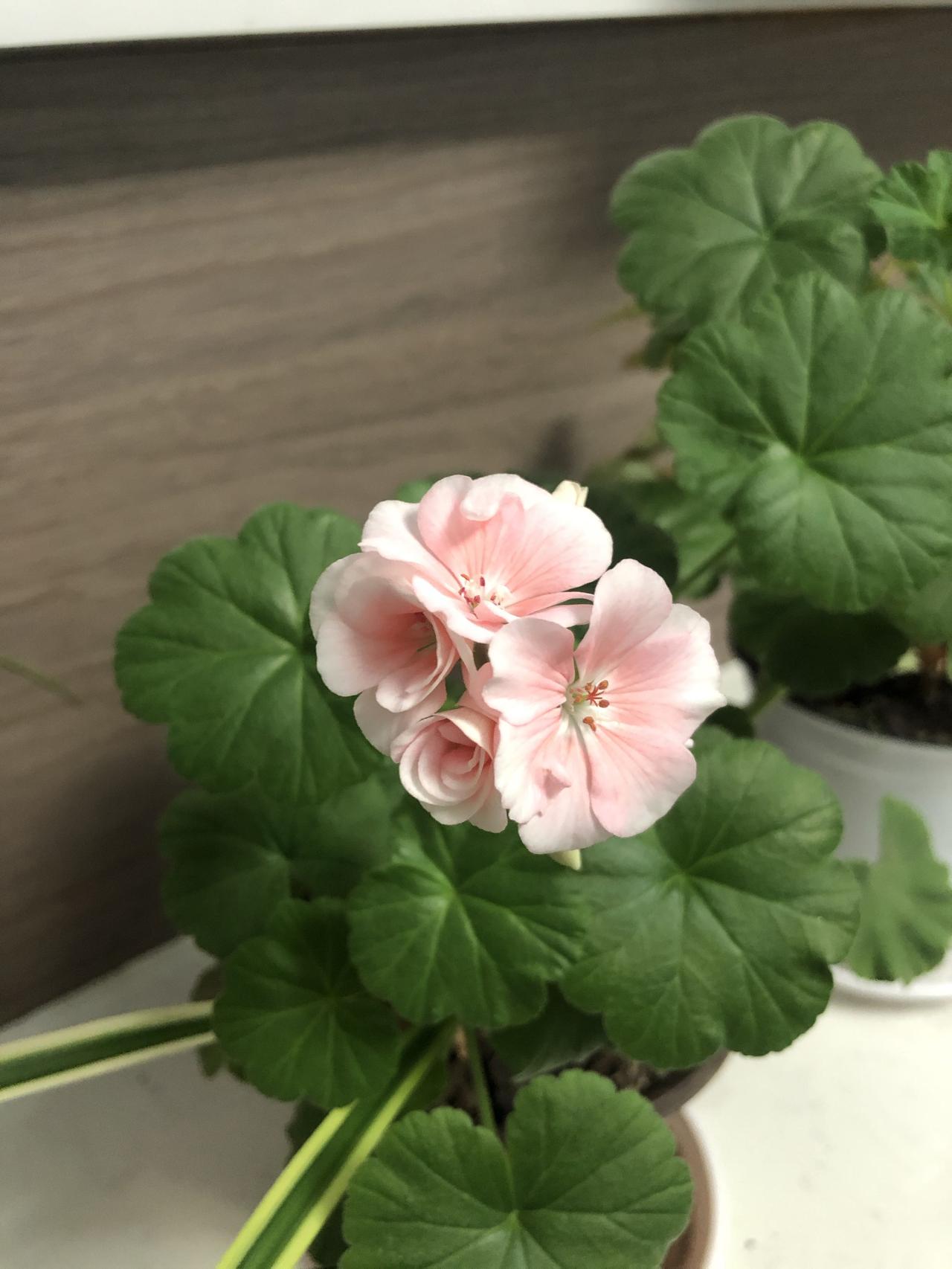 万物有灵，我是信了！家里有两盆花，是为了借给学校应付检查买的。拿回来后丢在客厅已