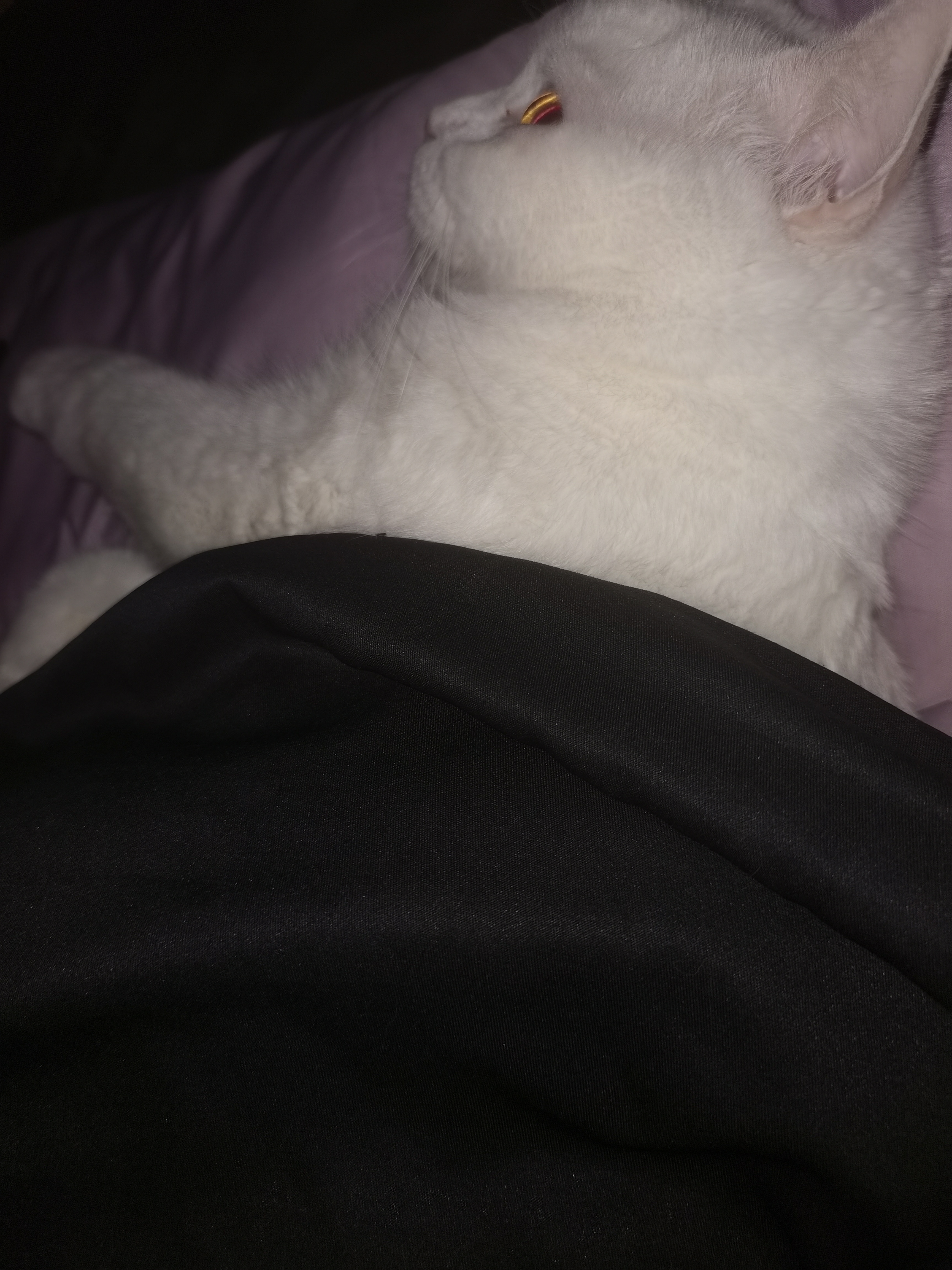 晚安( ˘ω˘ ) 
