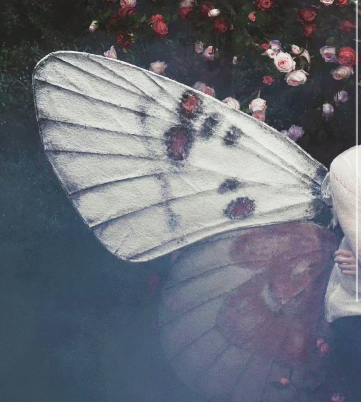 🦋 