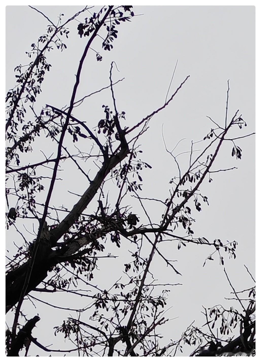 《冬枝如墨   静待春风》

天是灰的，云是薄的，风是凉的，一株株树木，枝干如墨