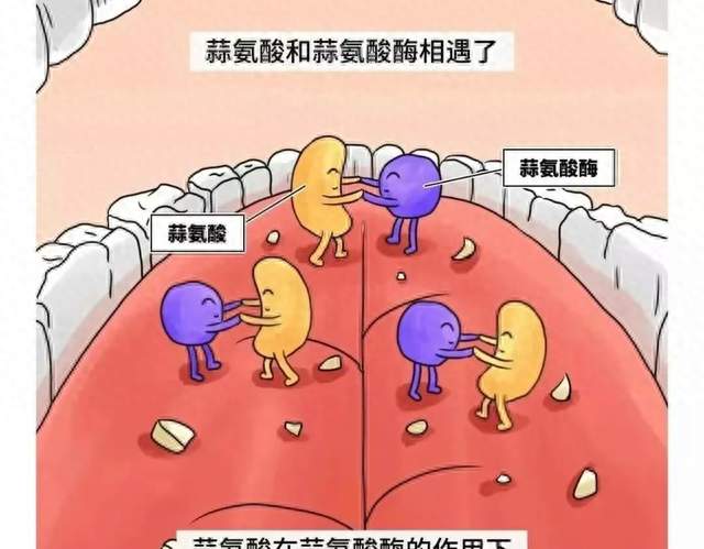 别再迷信大蒜杀菌！实验室有效≠人体有用，多年养生误区该纠正了