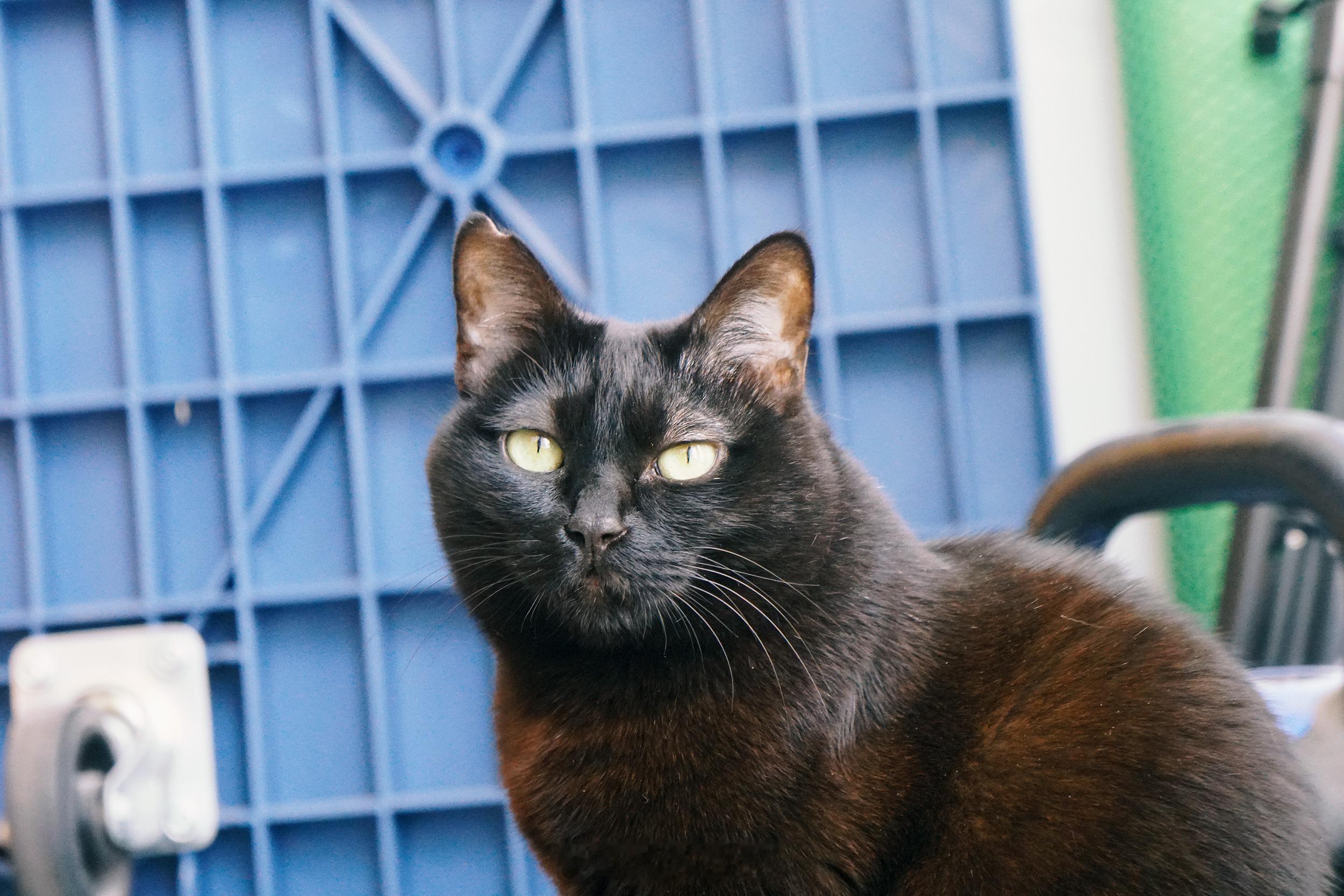 如果蝦蝦是玳瑁貓⋯⋯一定也超可愛啊！！#蝦蝦不可以太可愛# ​​​