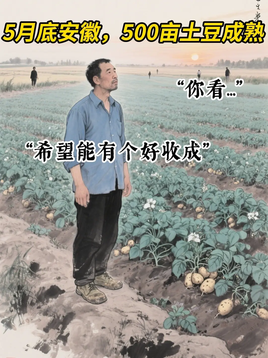 安徽宿州。五百亩土豆被哄抢