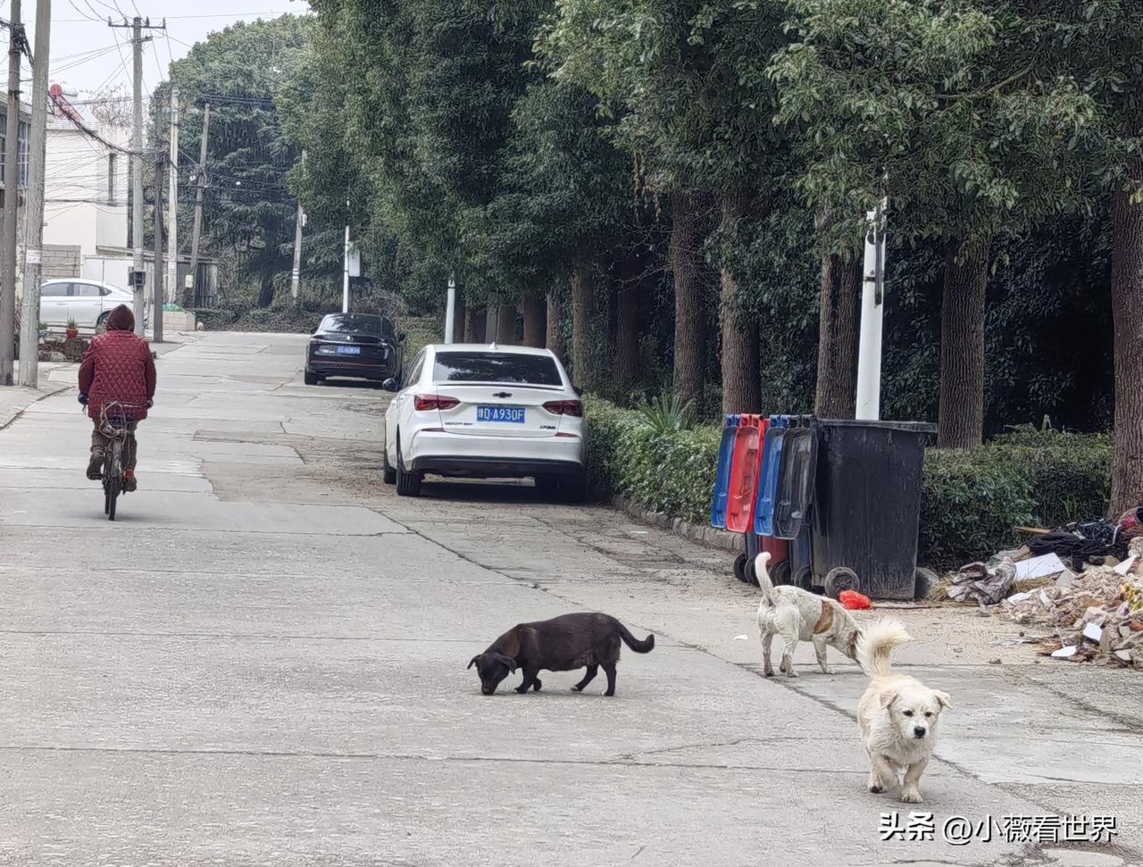 娘家村上，生活着几只流浪狗。看见没？那条黑狗肚子好大，看样子快要生了！

只因为