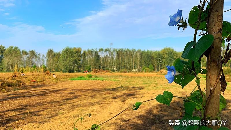 今天是九月初八民间俗语有
九月八这天要是大晴天，冬天能冻死蛙。
九月初八冷飕飕，
