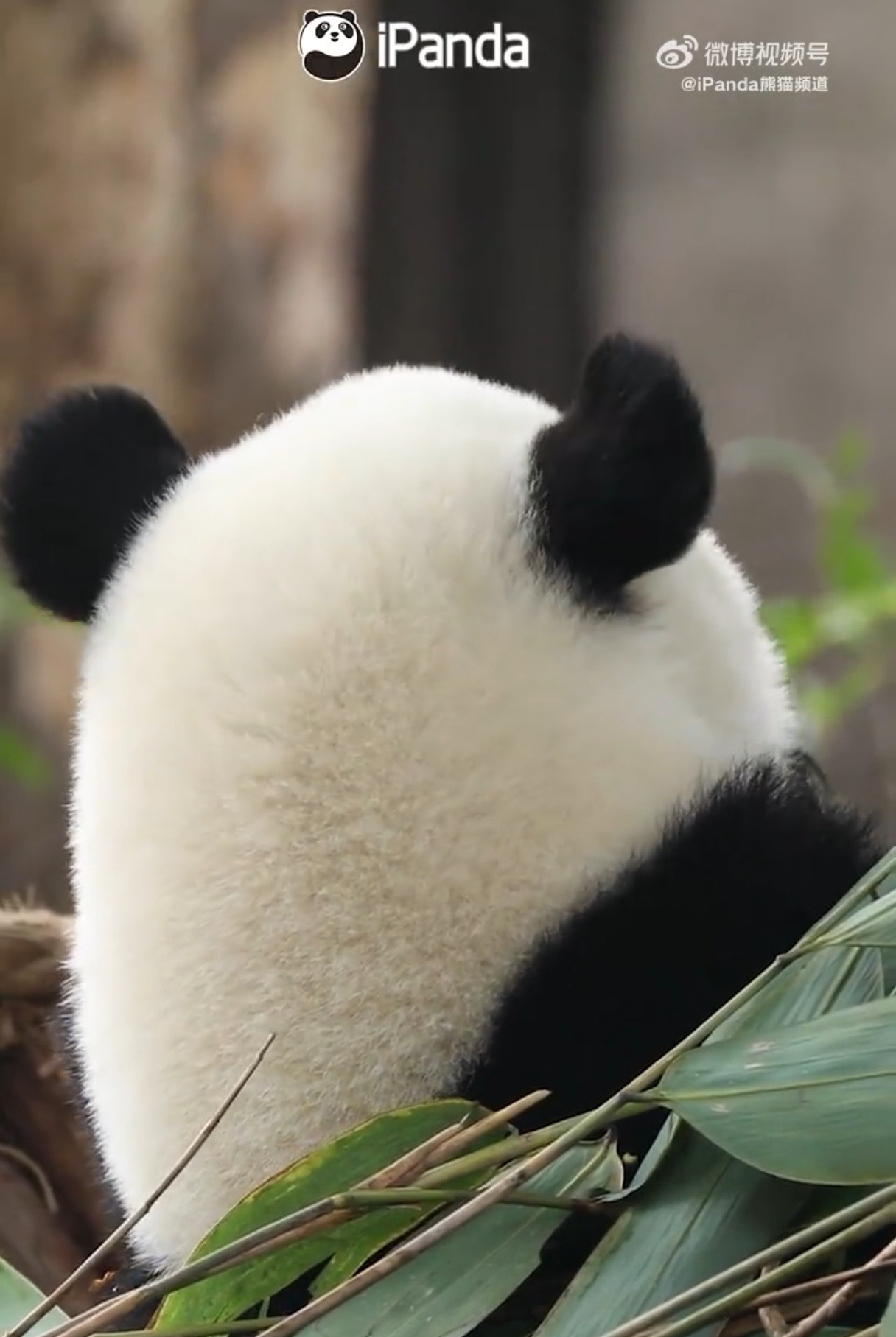 樊振东 简直一模一样 圆圆的脑袋瓜 真可爱🐼 