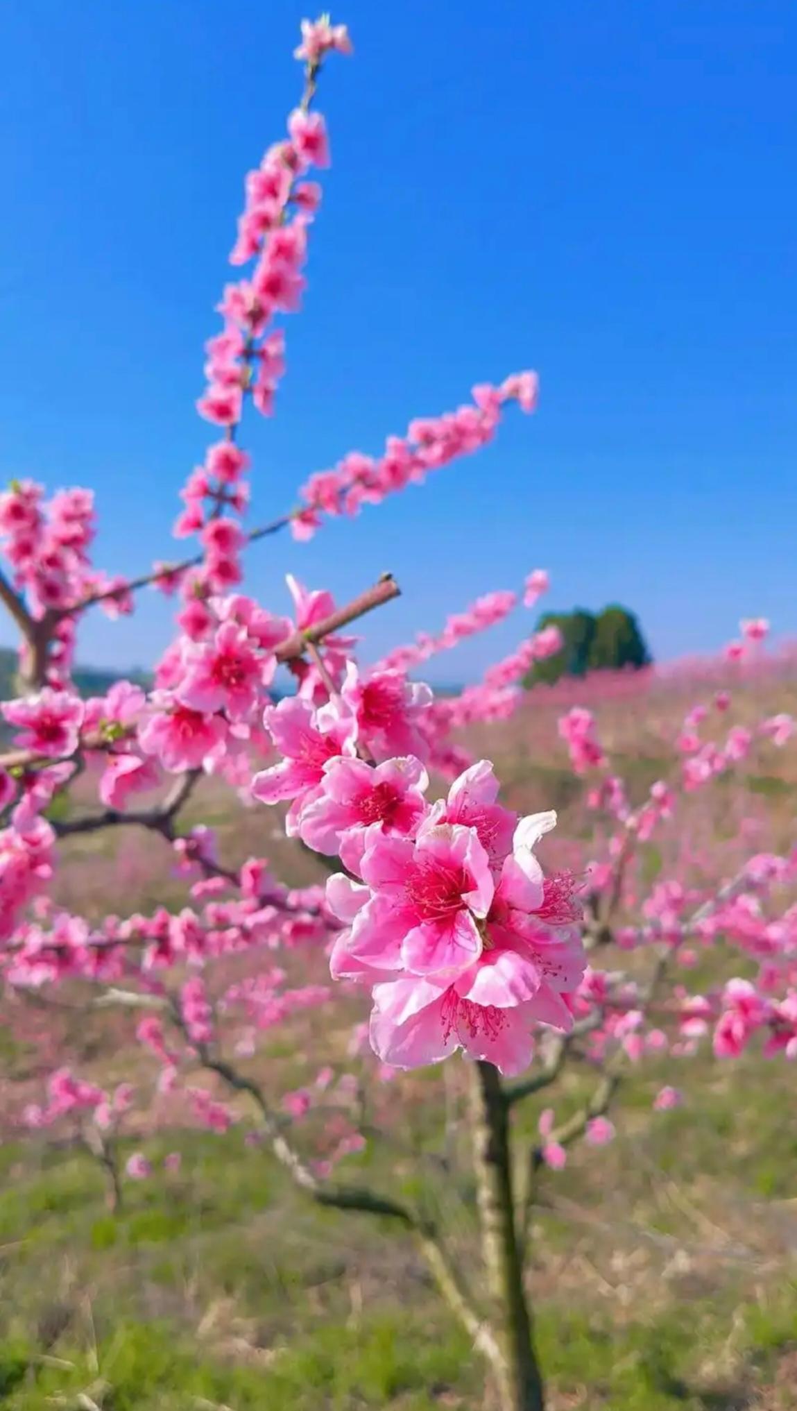 此下联对得十分巧妙，与上联完美契合。“春赏桃花秋赏菊”，清晰勾勒出在不同季节里欣