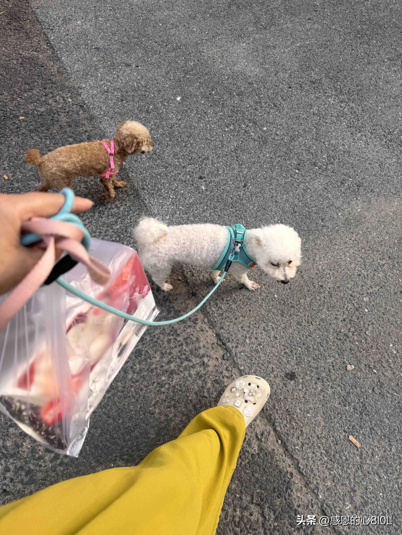 天太热了，我可不敢去跳舞。
下午遛狗的时候，碰到小区的两个姐妹去公园里跳广场舞。