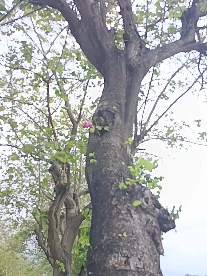 我终于知道了
紫荆树开花，这么漂亮
却依然没有什么人来


你敢相信吗？这里就是