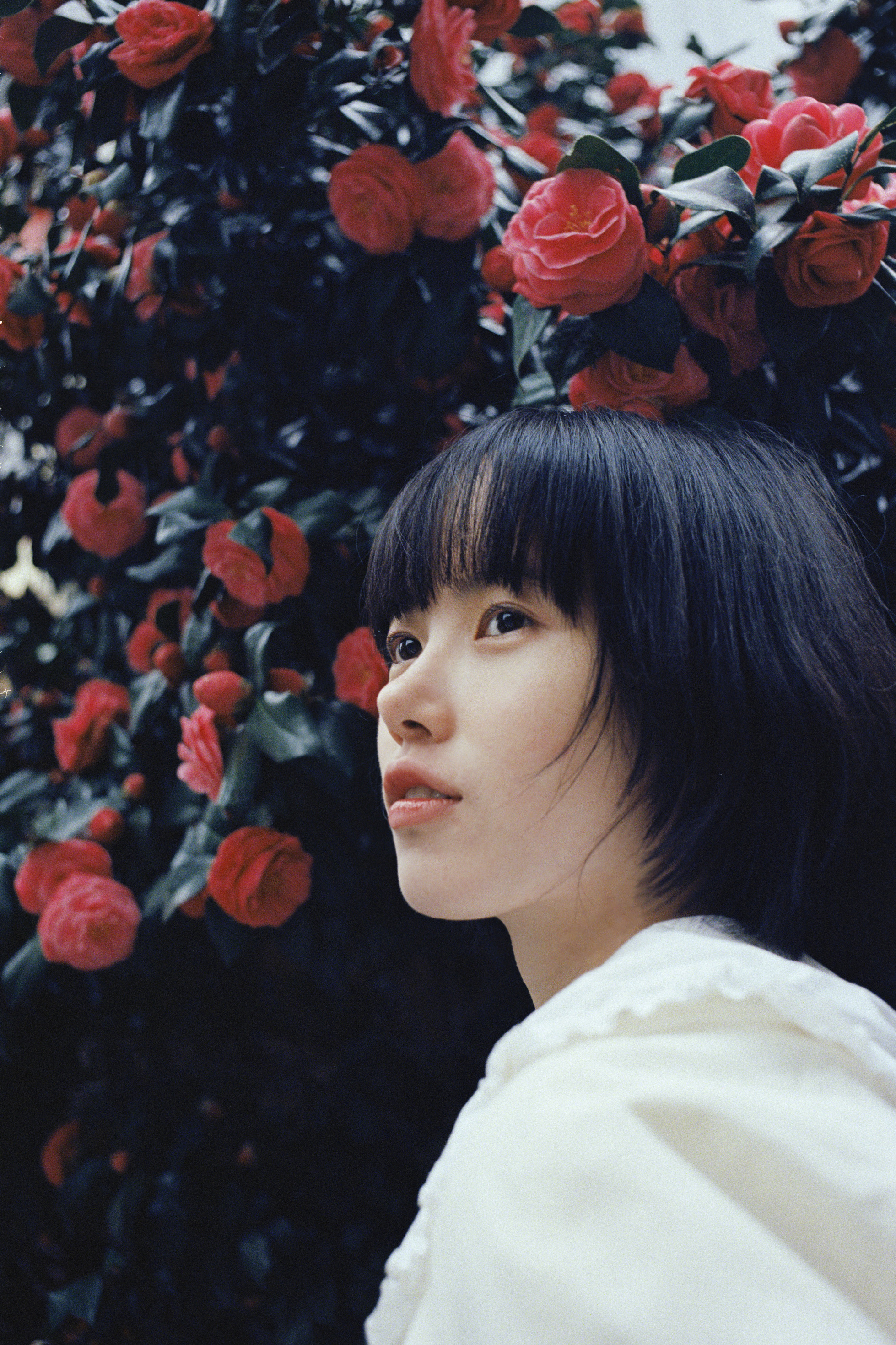 茶花蛋 ​​​