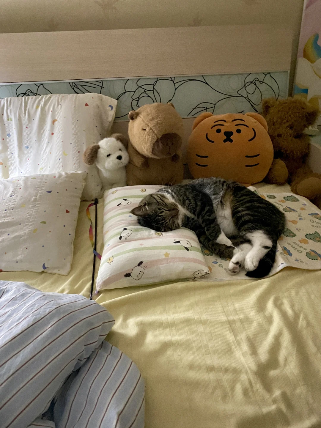小猫床位