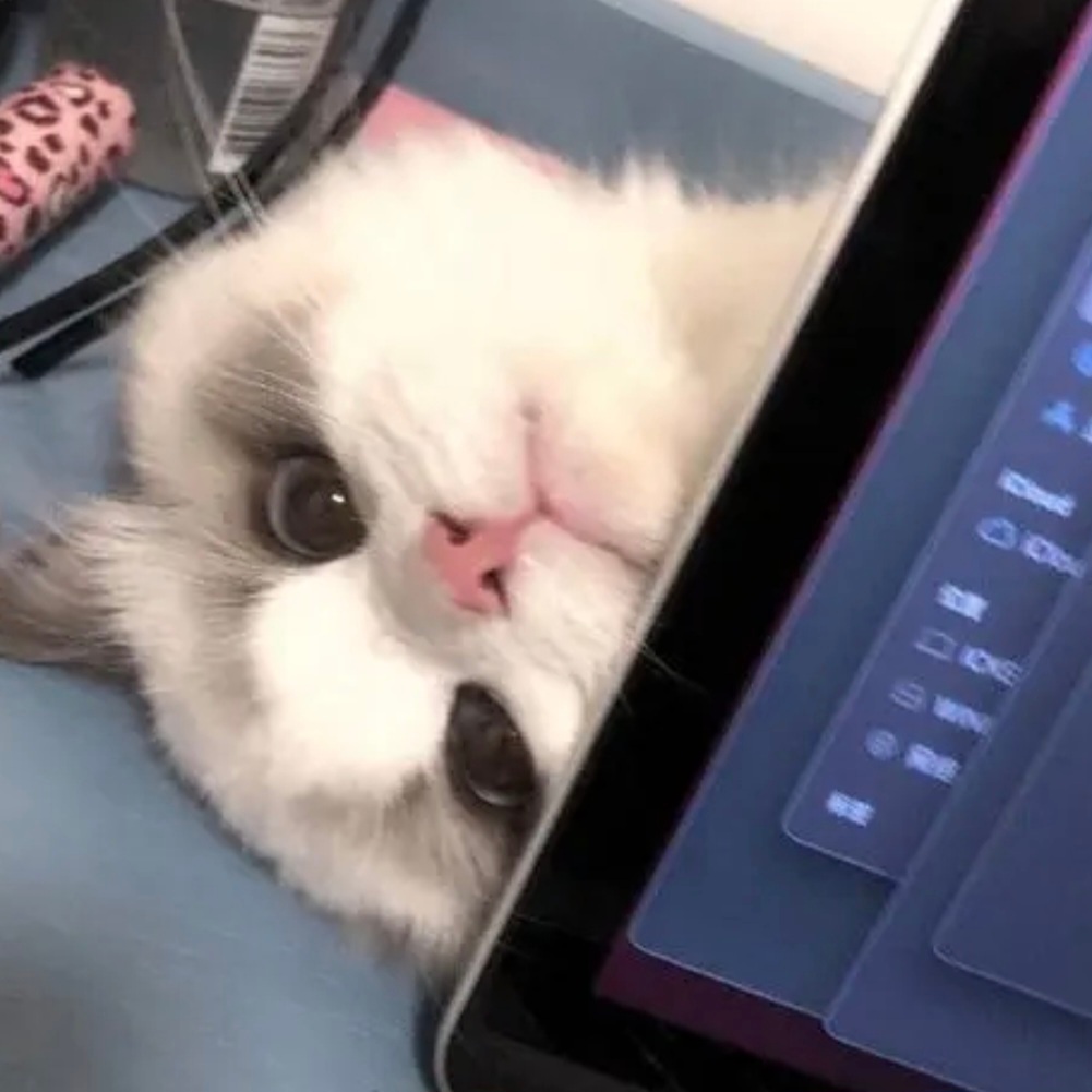 𝙒𝙚𝘾𝙝𝙖𝙩丨🐾超萌猫咪头像ꉂ  ᳐ ´ ᗜ `   ᳐ฅ 