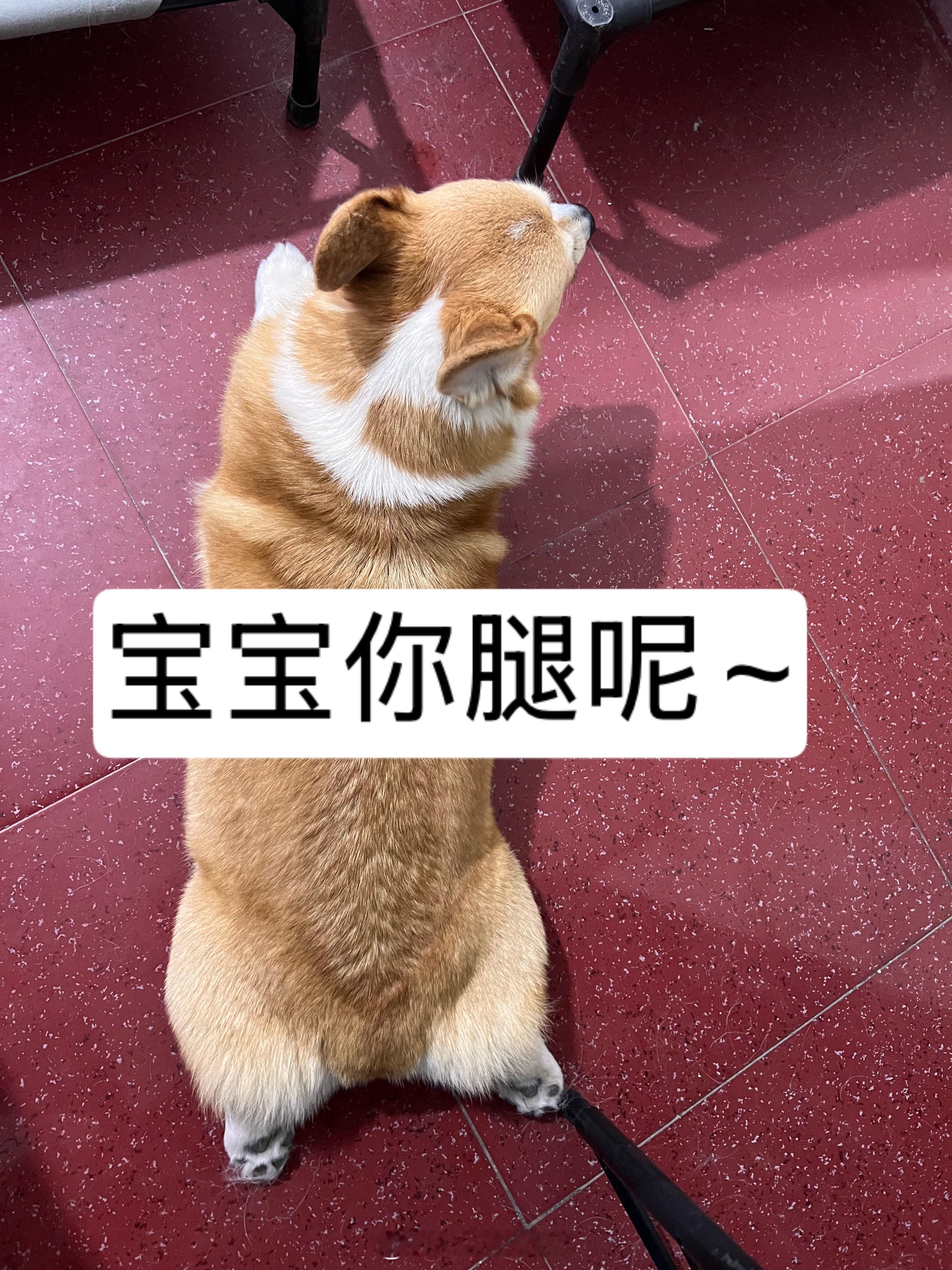 怎么会有这么好笑的小狗…… 
