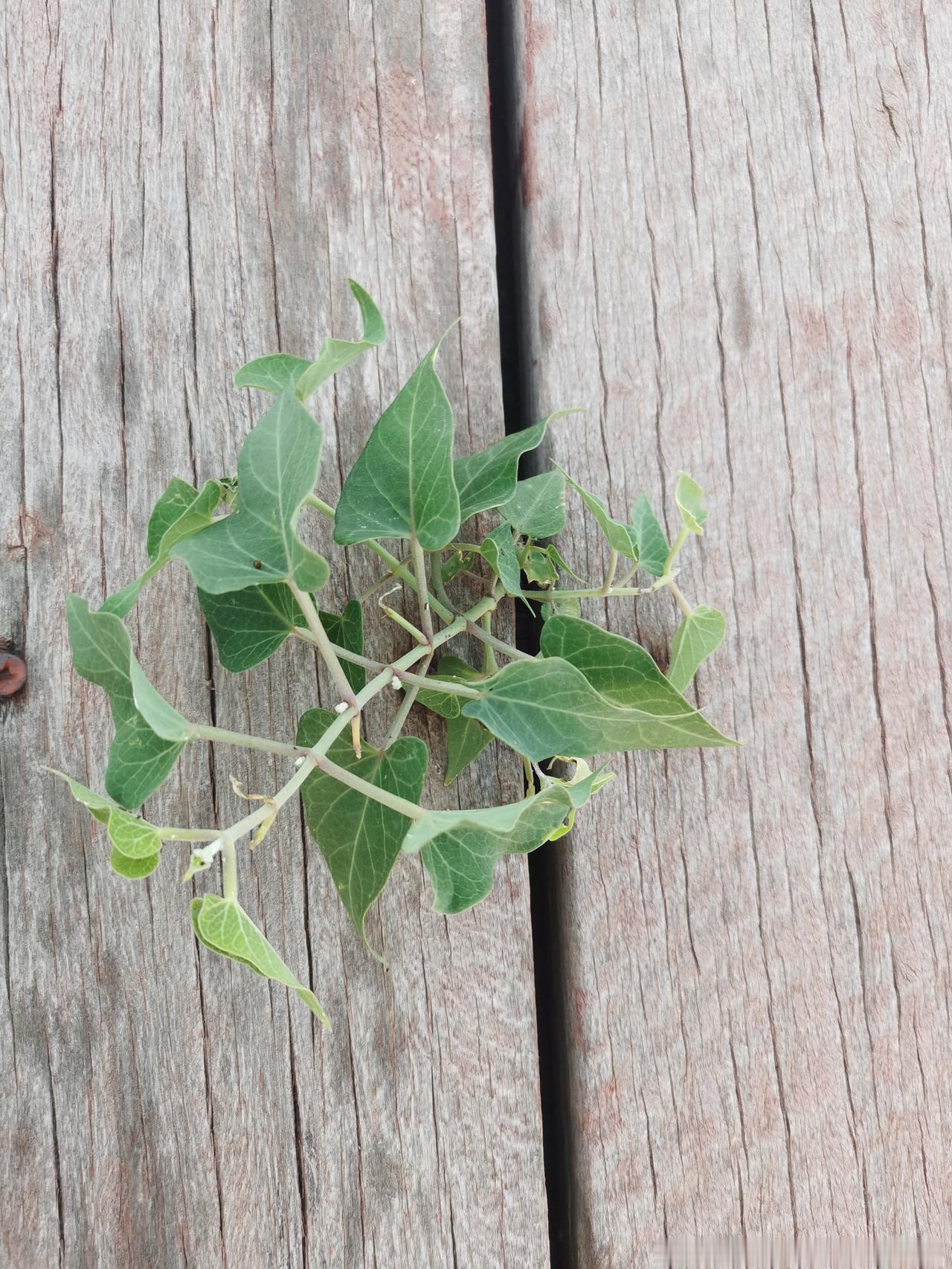 这个算不算是绝处逢生啊？

一颗有生命力的种子，如果不落在肥土里，而是落在了木板