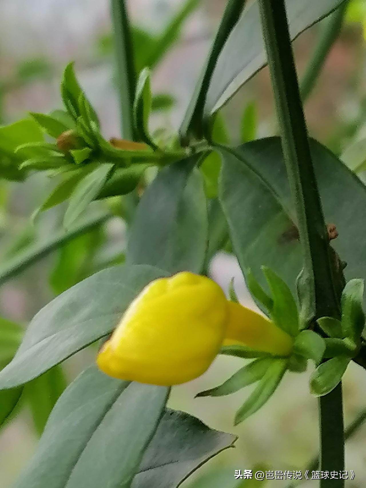 看看你相册里最近拍的花