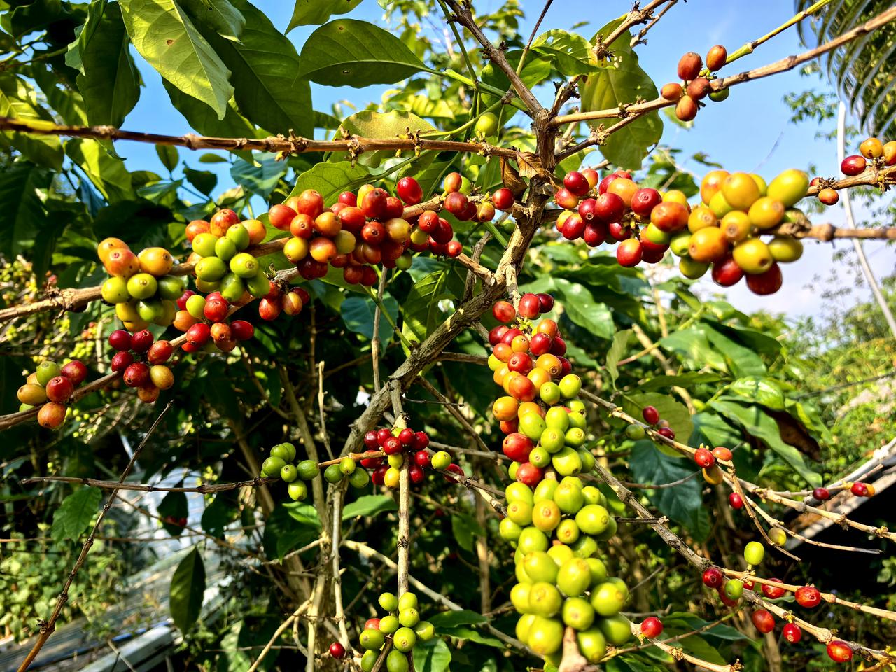 今天到普洱咖啡庄园，体验了一下制作咖啡的过程。每人收费8O元，包括午餐。来玩的人