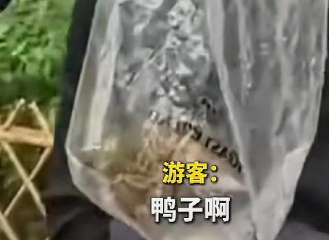 杭州太子湾公园，一游客偷偷将一只小鸳鸯装进塑料袋准备带走。另一只小鸳鸯发出急促叫