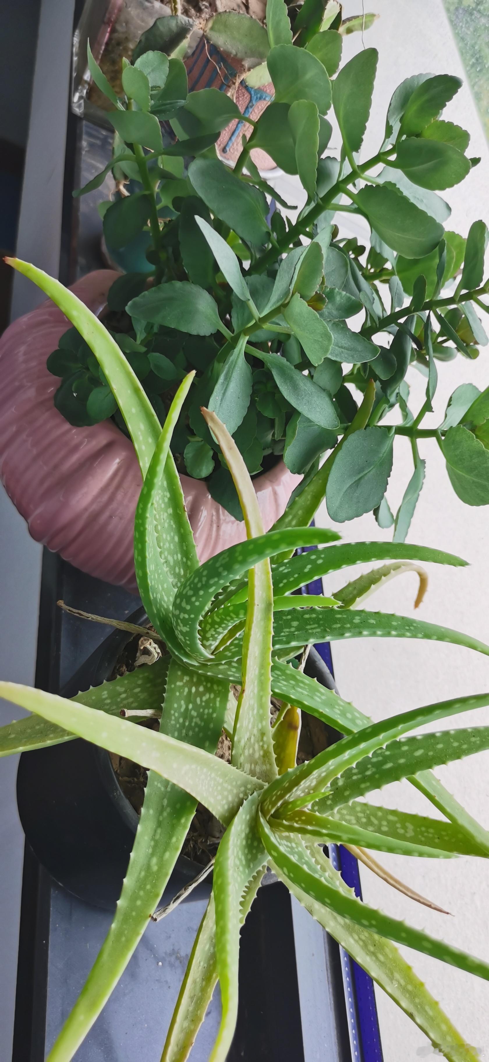 玻璃脆，仙人掌，养了好几年了就偶然浇点水，很好养 ​​​