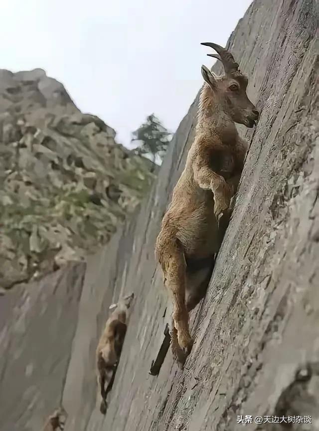 生存大作战：人类与岩羊的“求职”之路

在这个地球上，生存就像是一场永不落幕的“