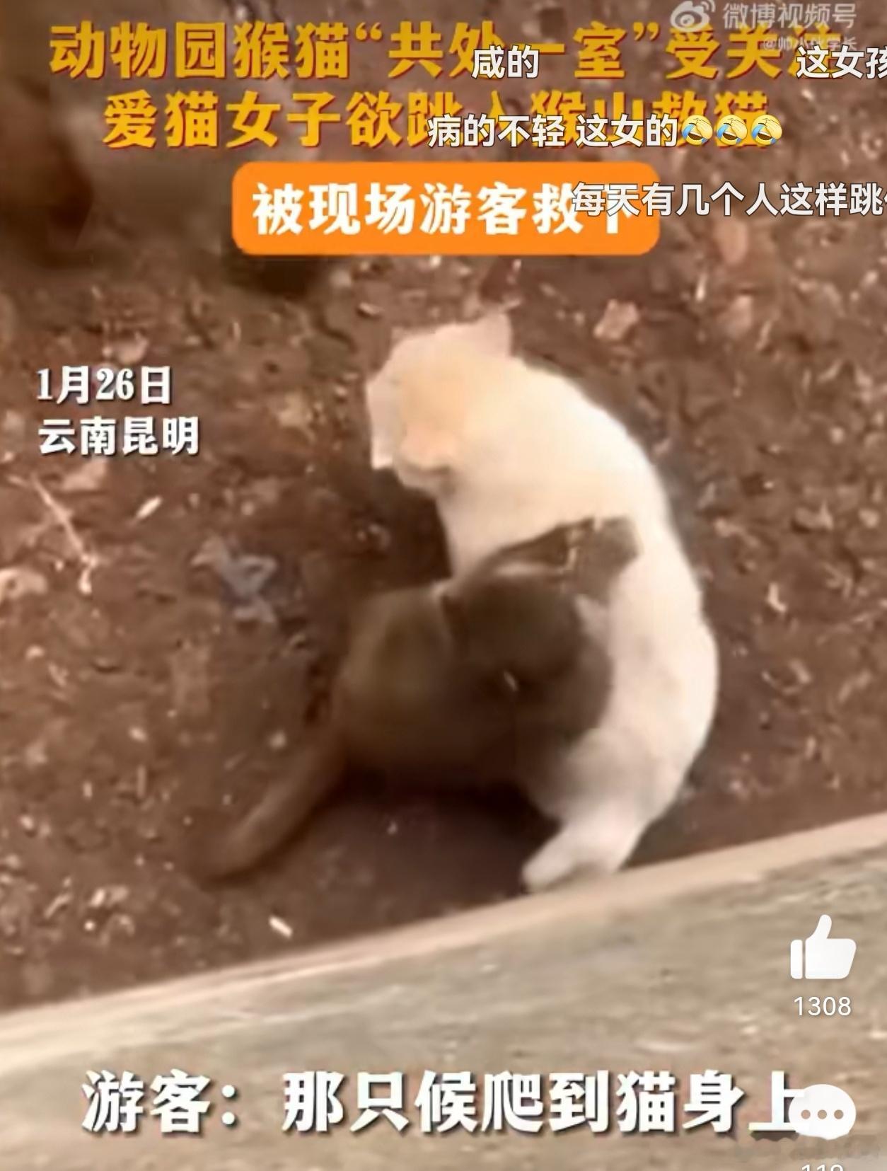 #女子欲跳入猴山救猫被游客救下#：昆明动物园猴山。1月26日下午，看到猴子正在欺